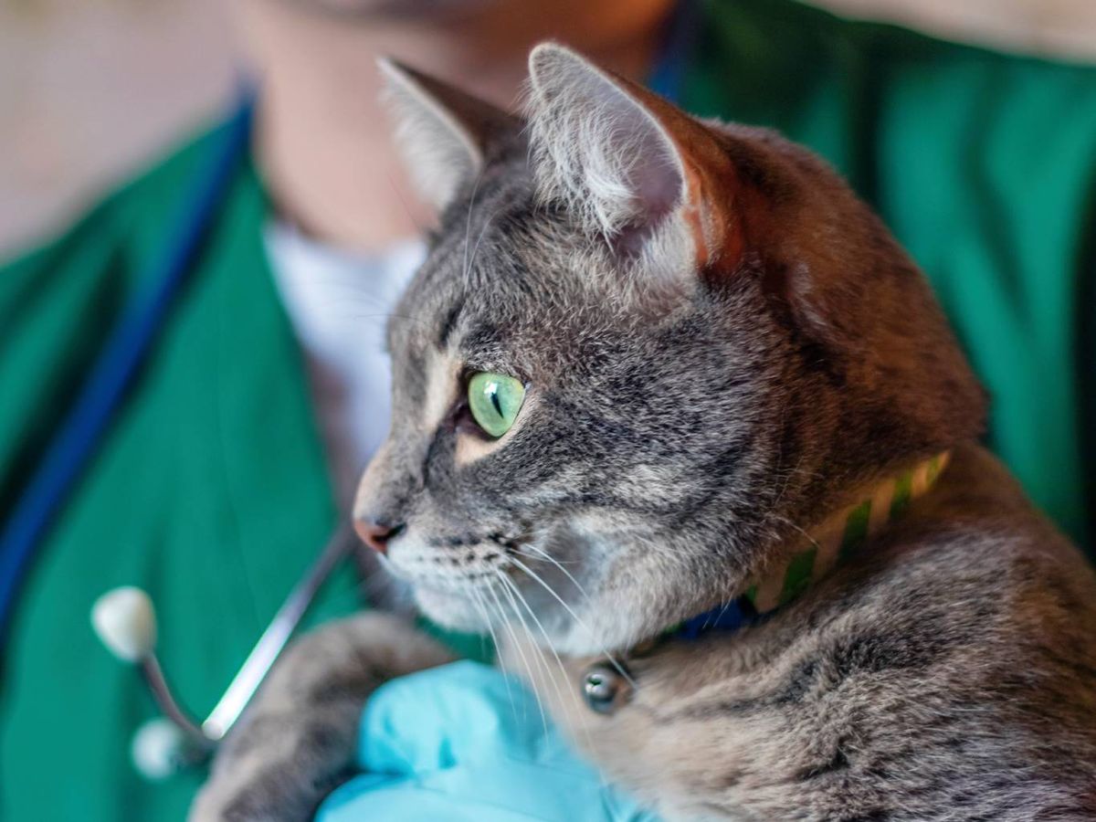 Cuenta con una serie de beneficios para la salud y el comportamiento del animal.