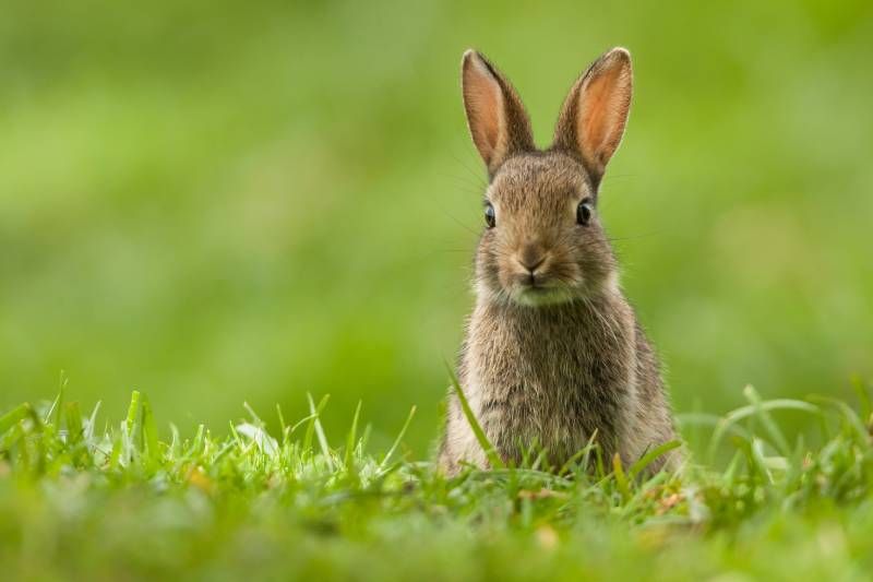 El pelaje del conejo común es espeso y lanudo, cuyo color puede variar del marrón grisáceo al marrón rojizo