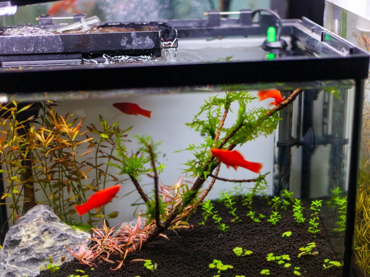 Hay ocasiones en las que nuestro acuario presenta un pH demasiado alto (demasiado alcalino).