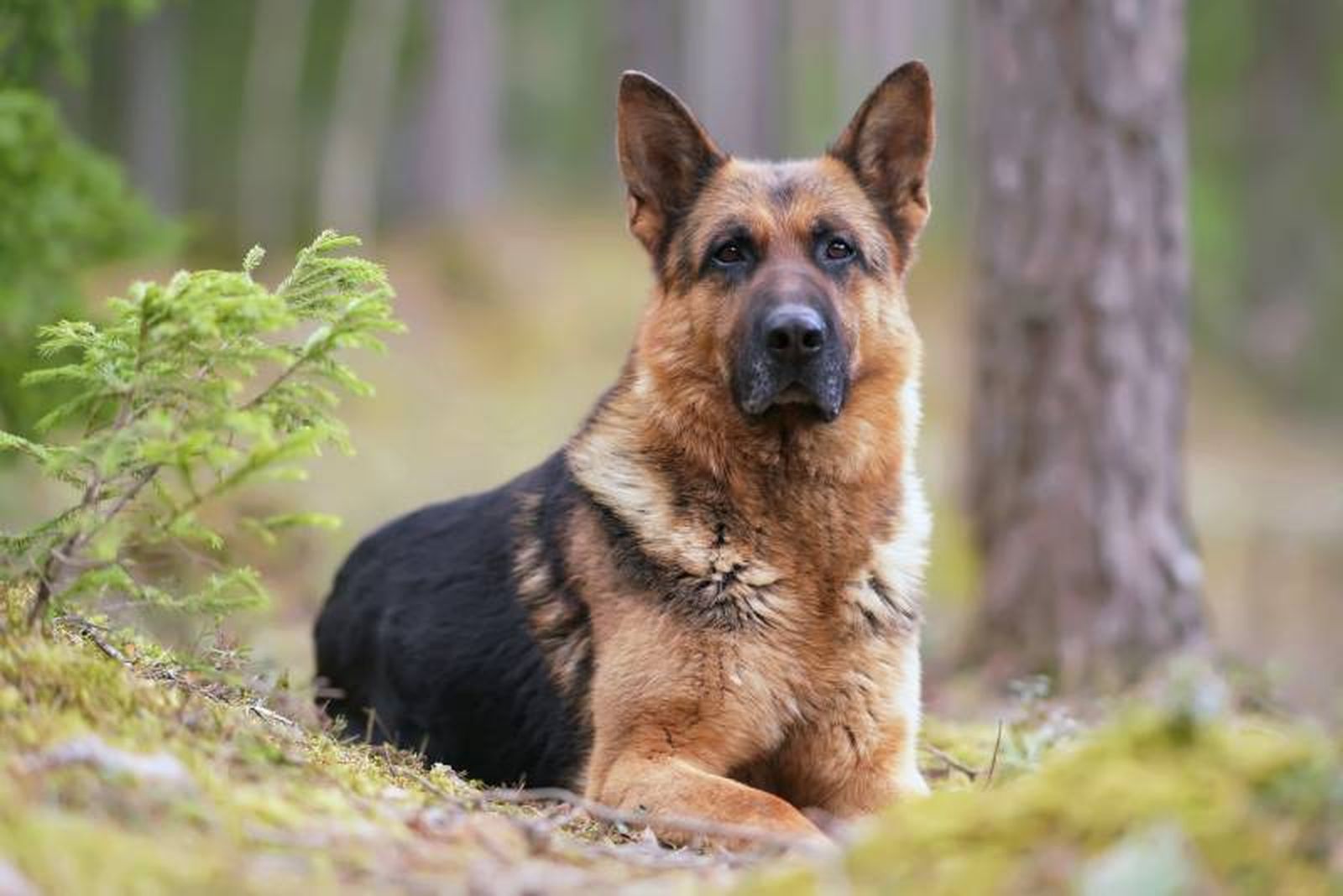 Una raza de perro también popular por su capacidad de protección y lealtad hacia su dueño.