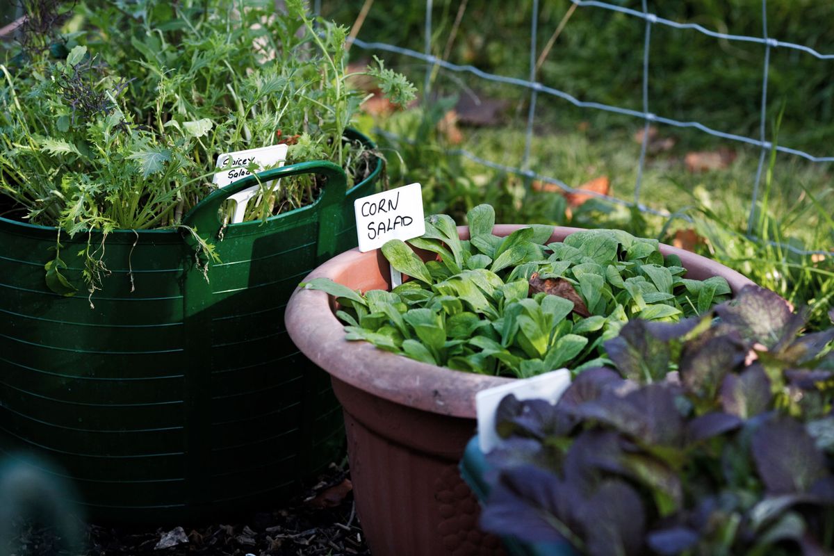 huerto urbano en contenedores