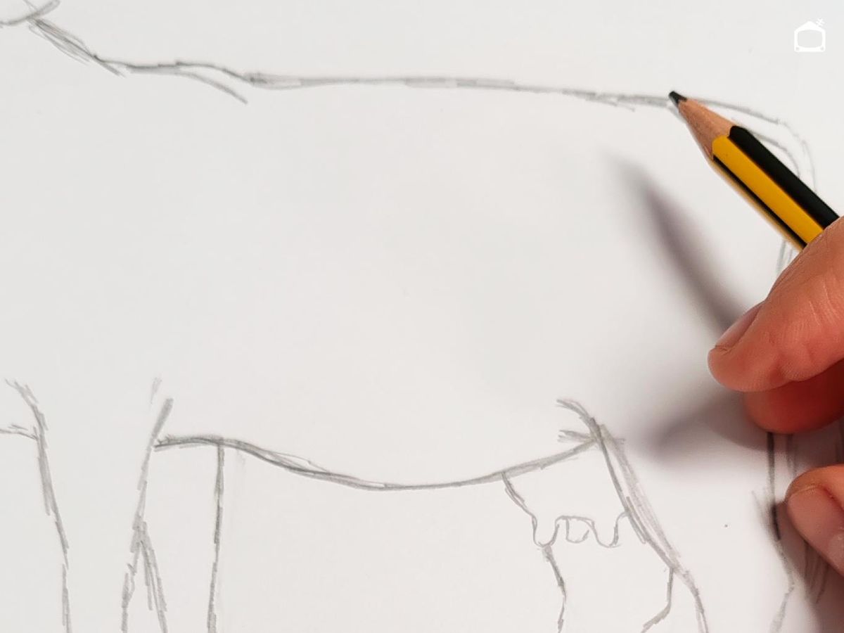 Paso cinco para dibujar una vaca realista.
