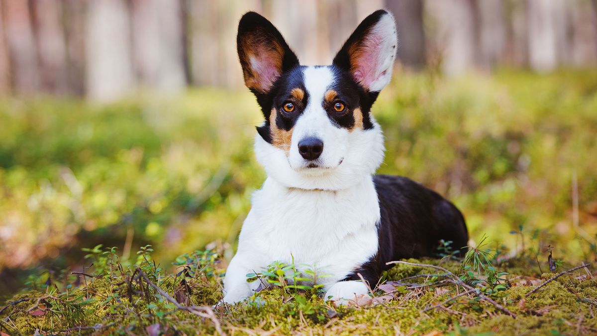 Razas perro origen gales Cardigan Corgi