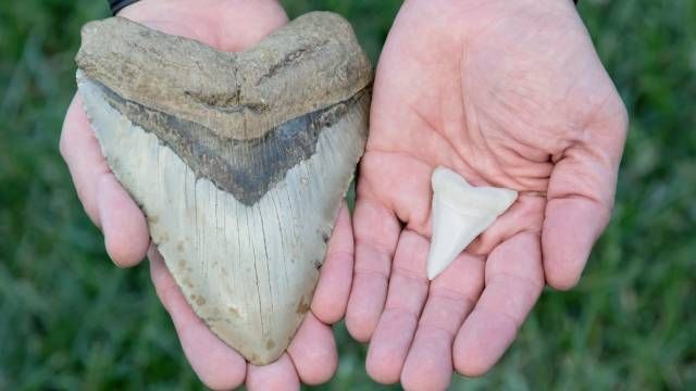 diente de megalodon cuanto mide tiburon mas grande del mundo foto real
