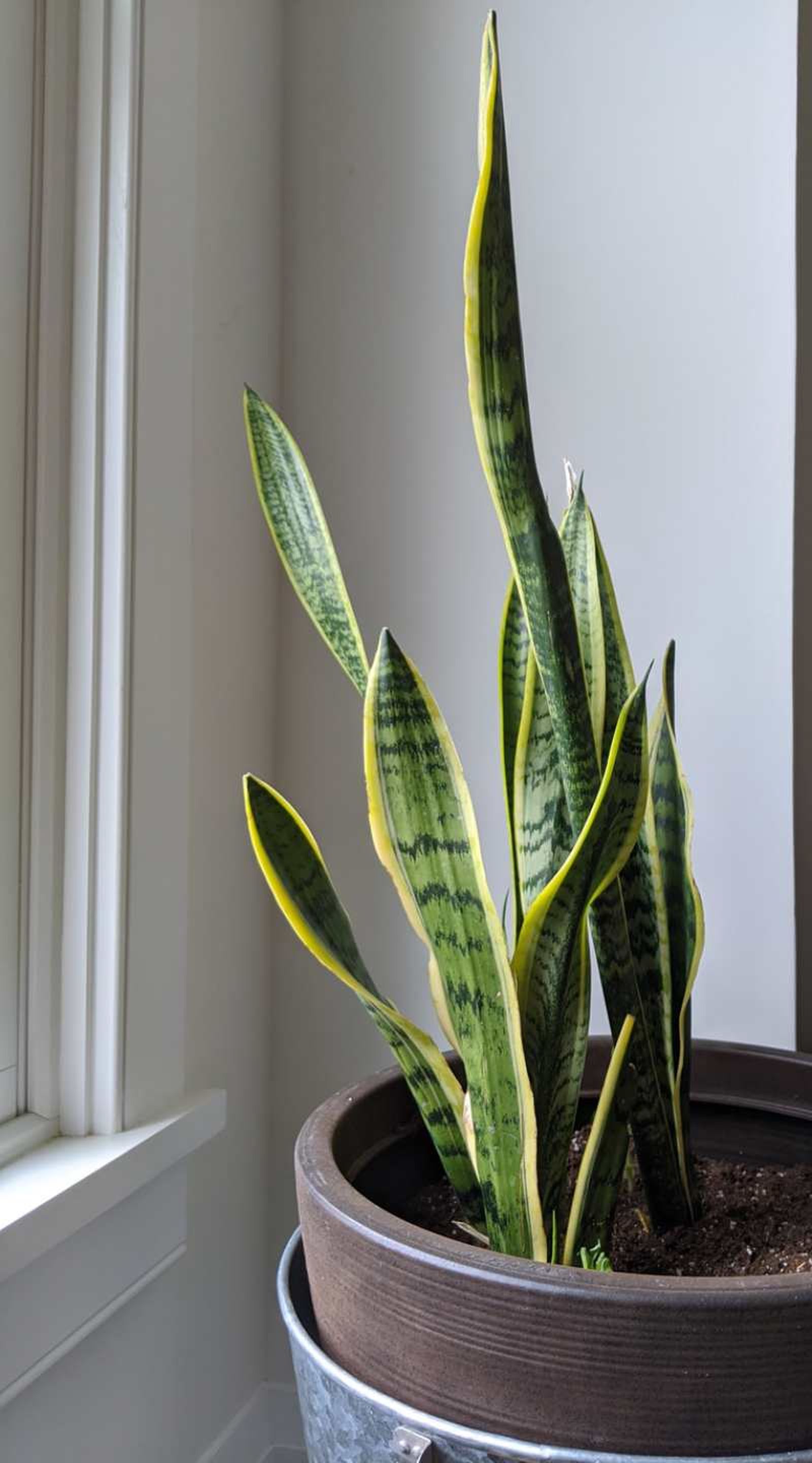 Sansevieria trifasciata