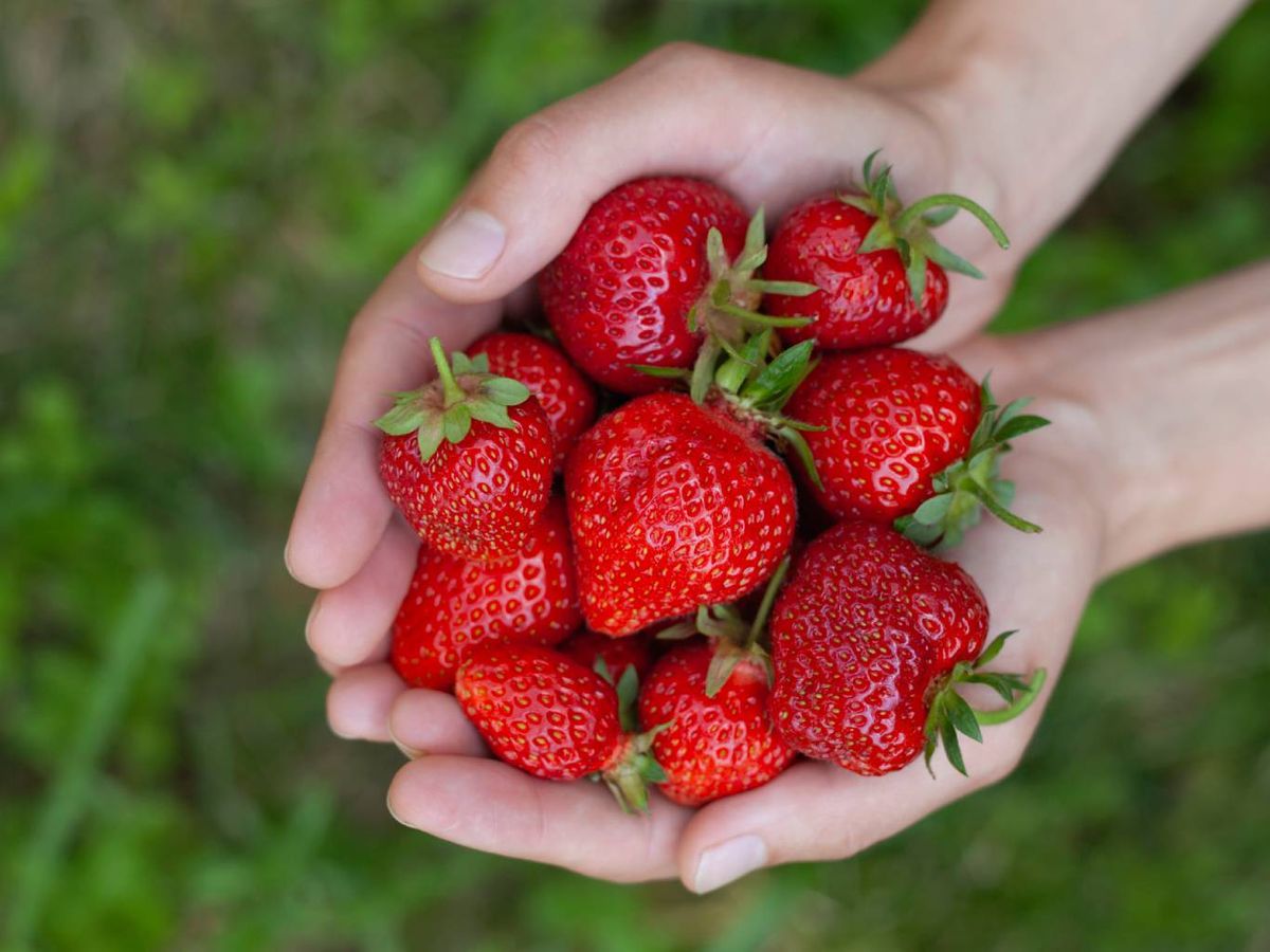 Las fresas deben lavarse bien antes de consumir o guardar en la nevera.