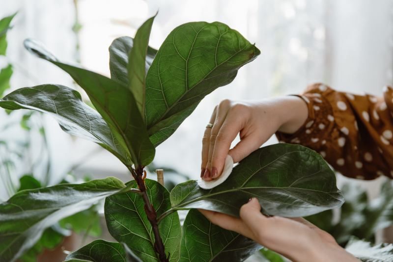 Limpiar hojas de Ficus Lyrata