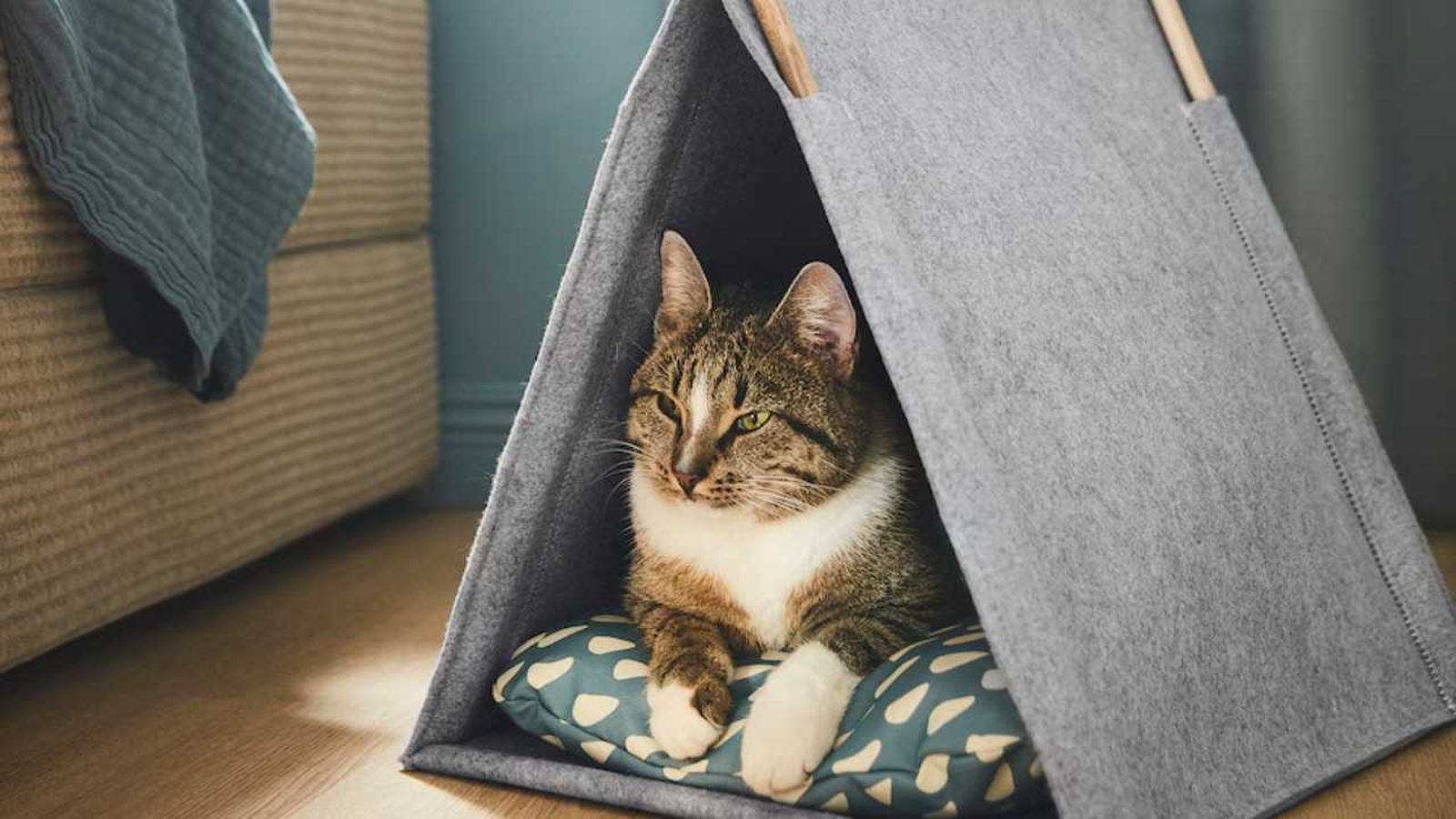 Gato en la casa tipo tienda.
