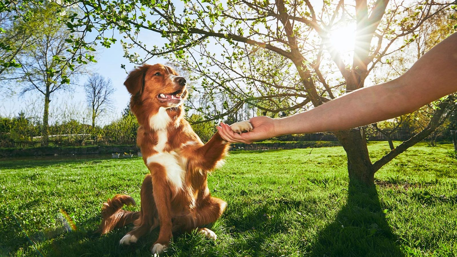 perros más obedientes