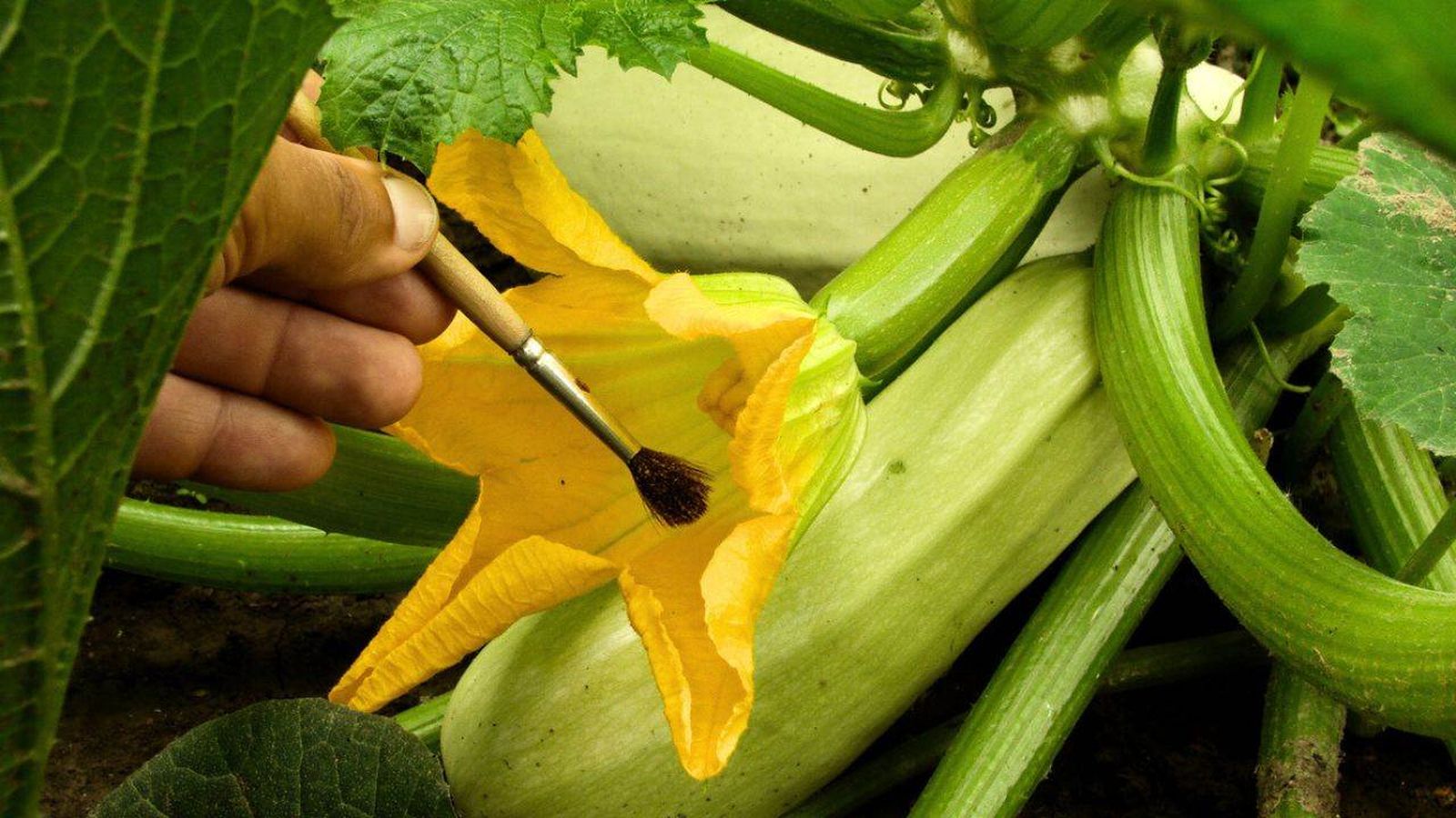 Polinización manual