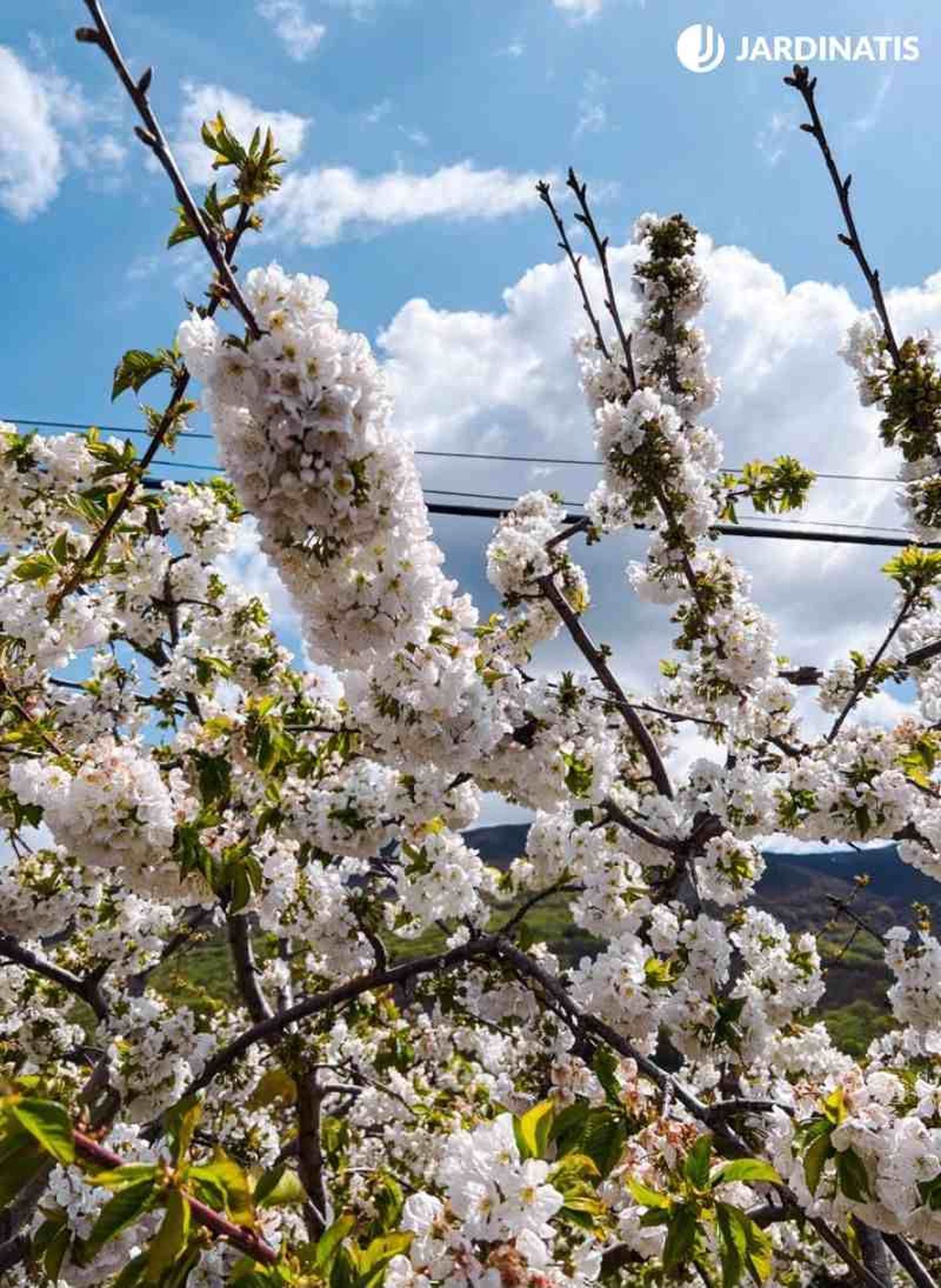 La floración de los cerezos en el Valle del Jerte es un espectáculo.