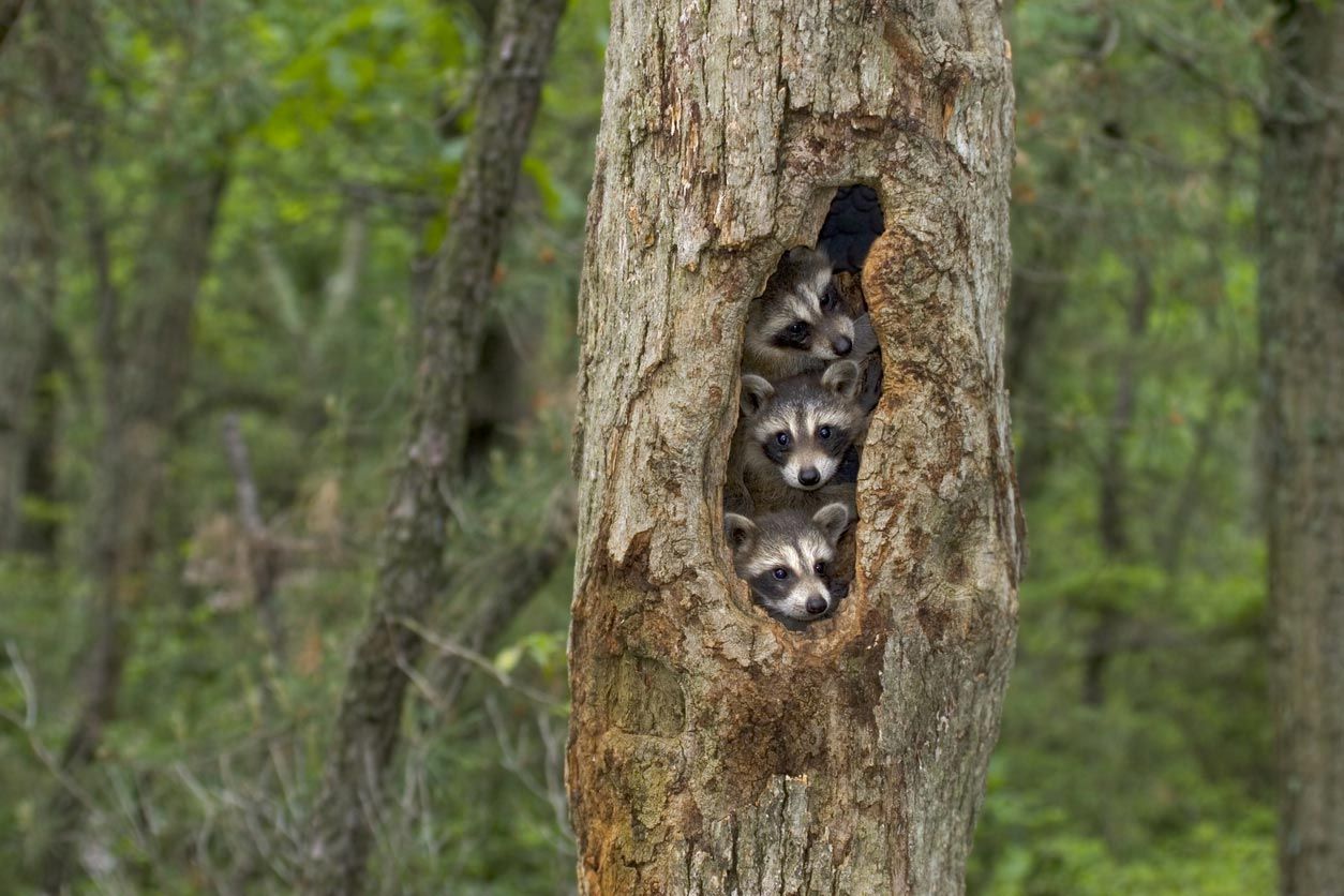 5 crias animales salvajes mapaches