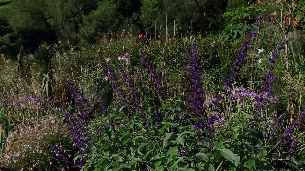 deco 625 Salvia guaranítica