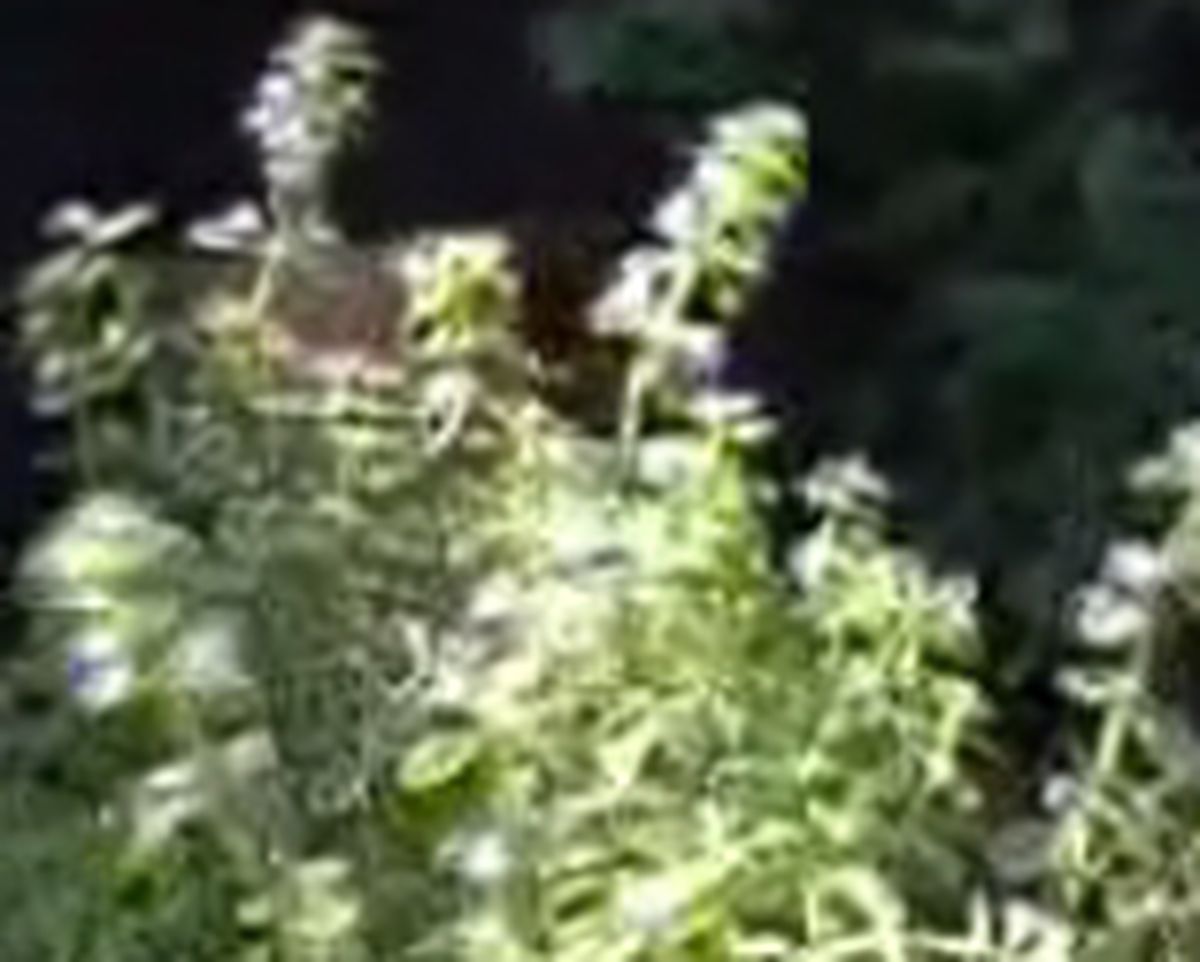 PASO4_Cultivar fresas maceta