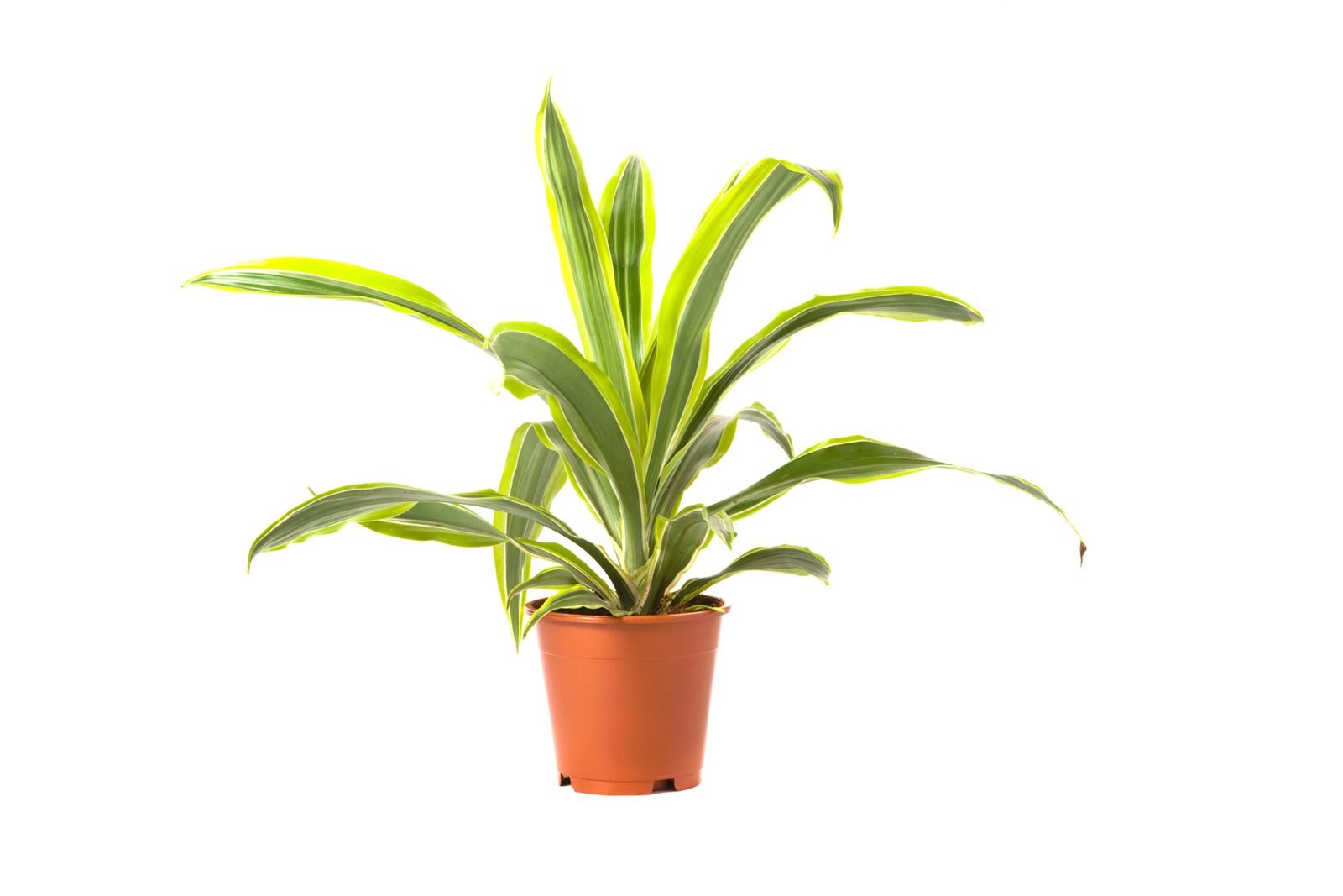 dracena deremensis lemon lime xl