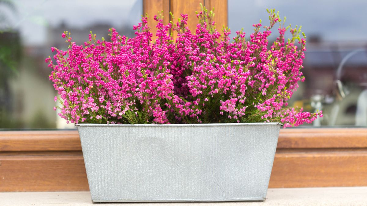 brezo para decorar otono xl