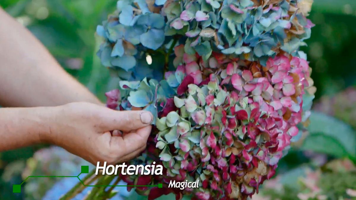 bricojardin923 otonada hortensias magical