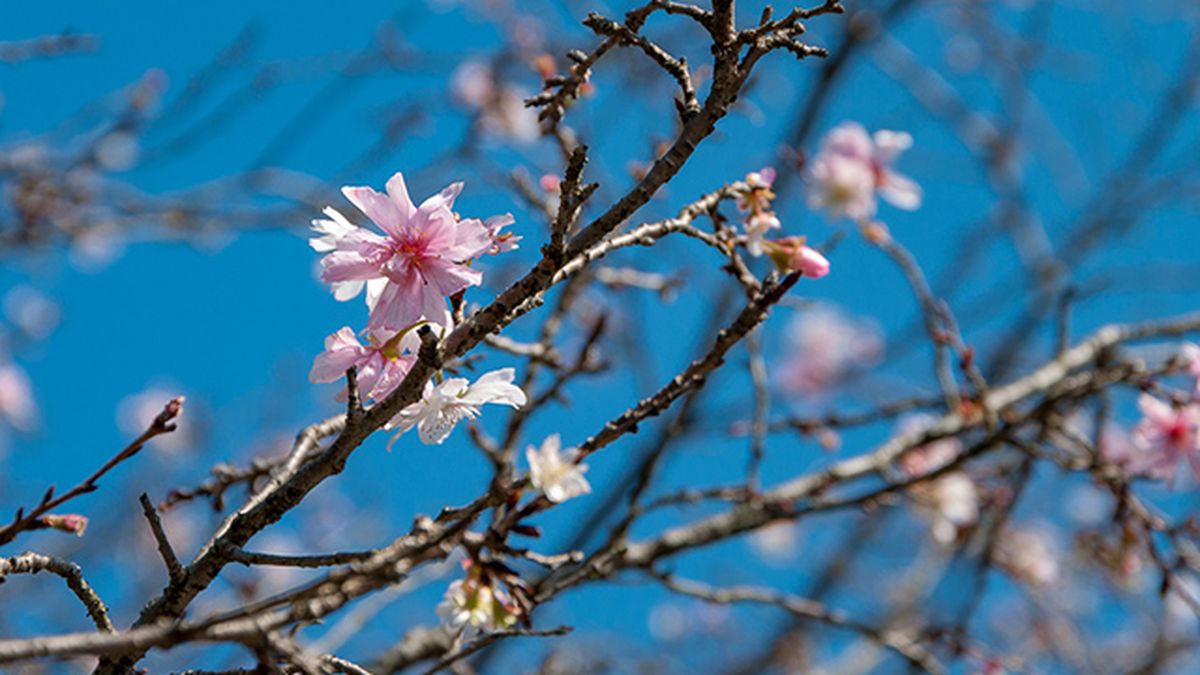 variedad cerezo Jugatsuzakura floracion en otono