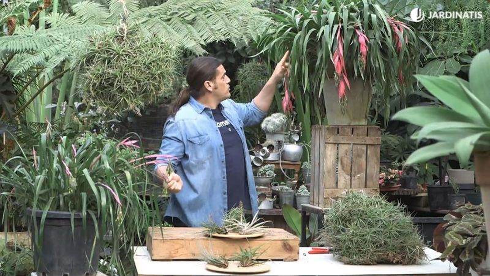 Iñigo Segurola con plantas del género Billbergia y Tillandsia