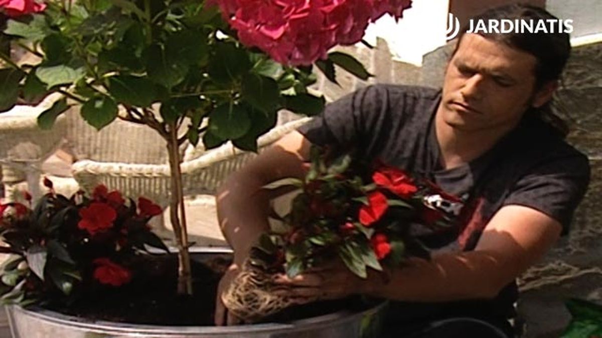 composicion para porche de hortensias y alegrias guineanas deco 302