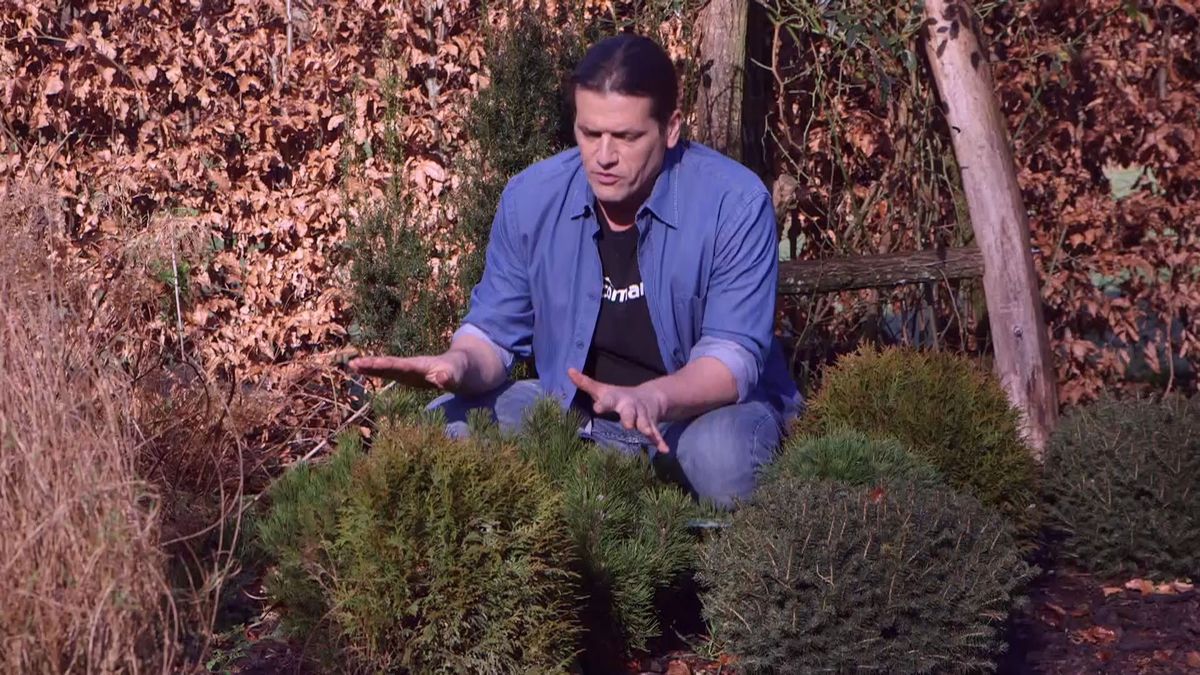 brico 939 3 coniferas forma esferica detalle