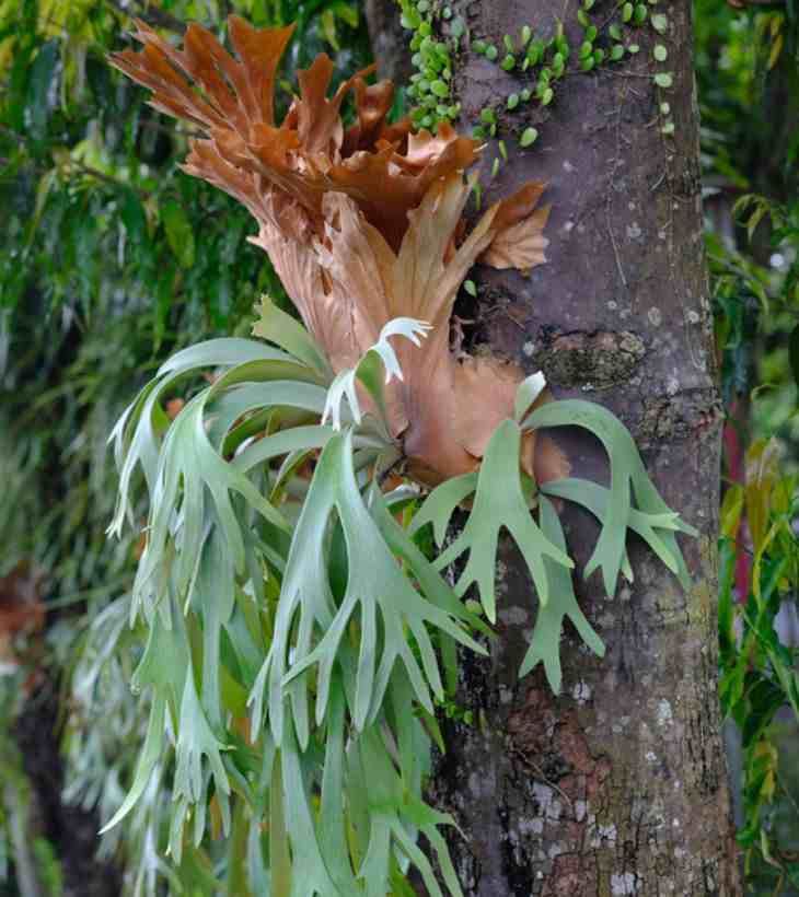 Platycerium bifurcatum adherido a los árboles.