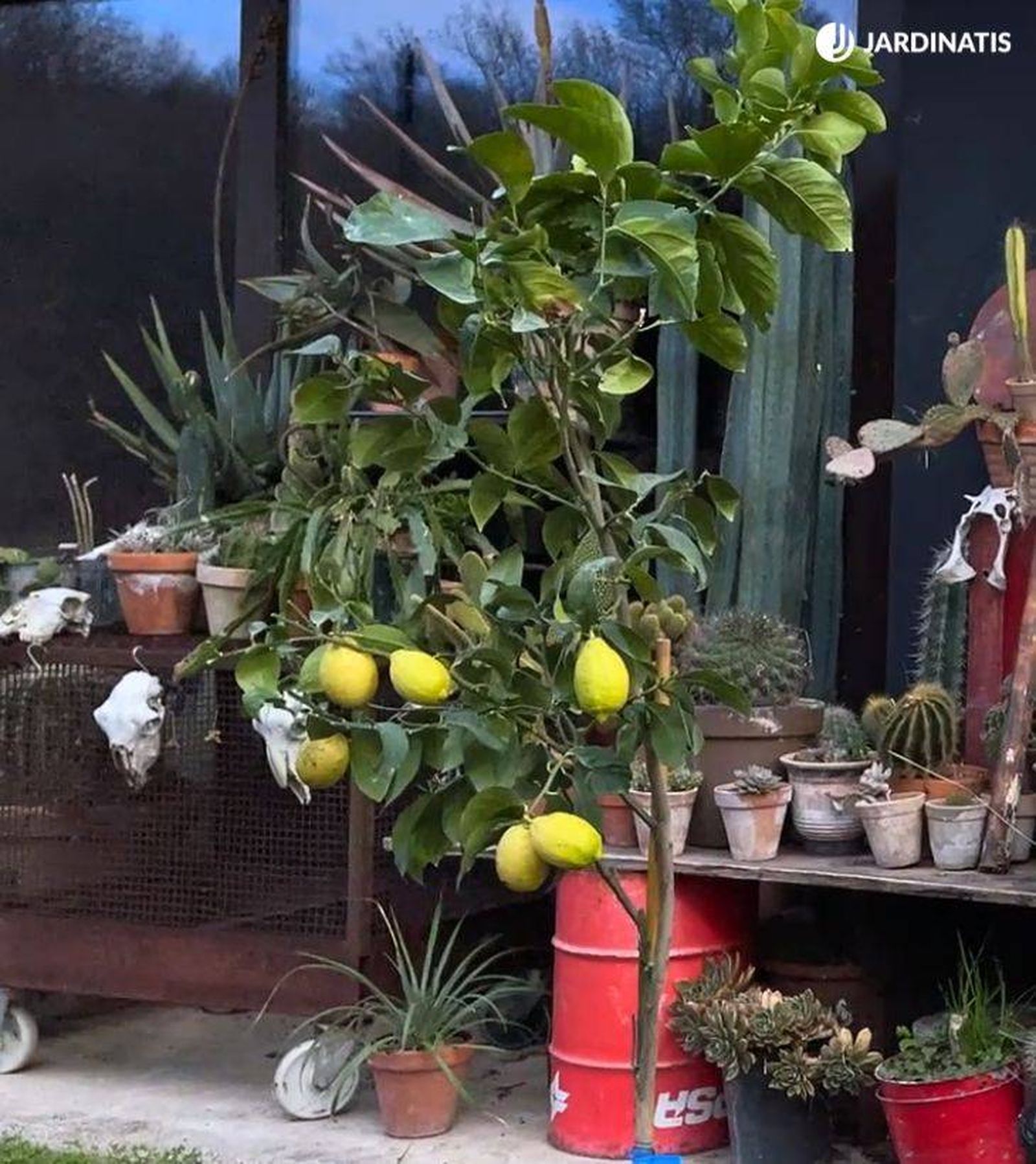 limonero en maceta jardinatis 32