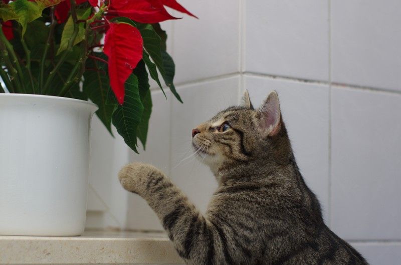 La flor de Pascua es tóxica para los gatos.