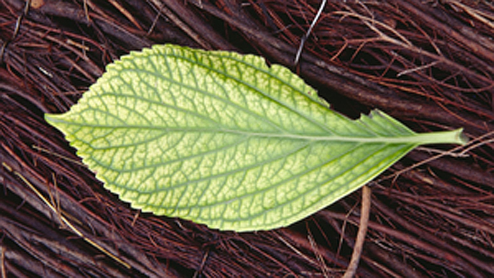 clorosis ferrica xl