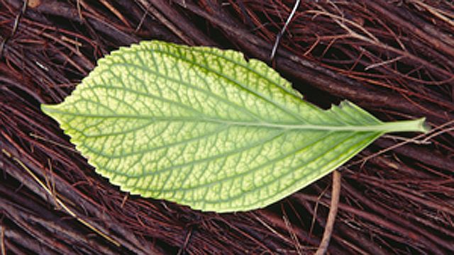 clorosis ferrica xl