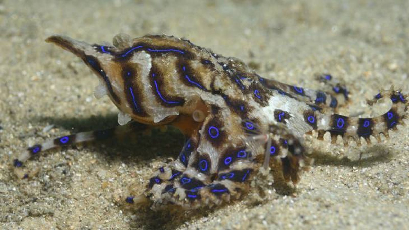 El pulpo de anillos azules inyecta veneno cuando se siente amenazado