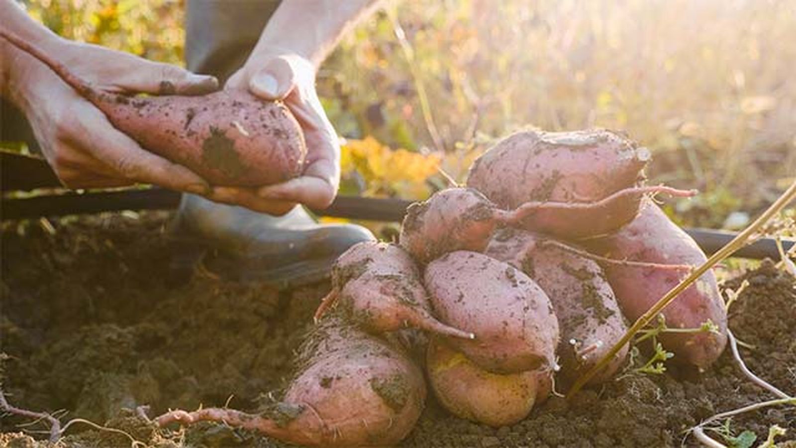 batata cultivo