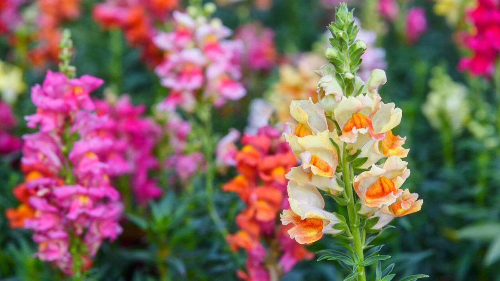 antirrhinum majus boca dragon