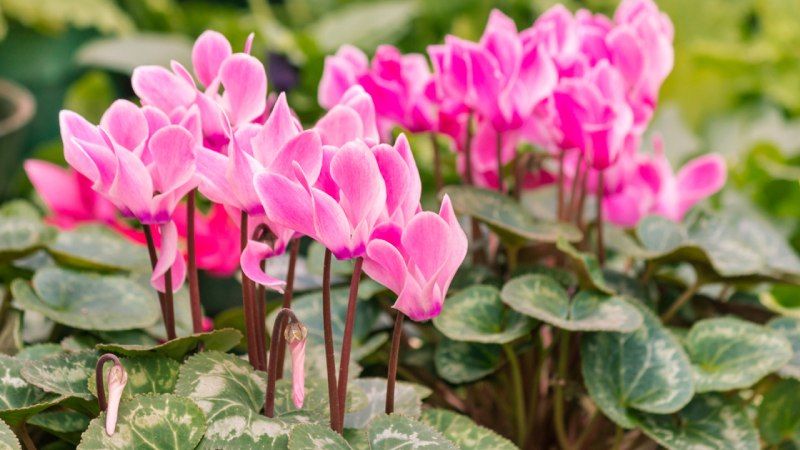 Ciclamen de flores rosas