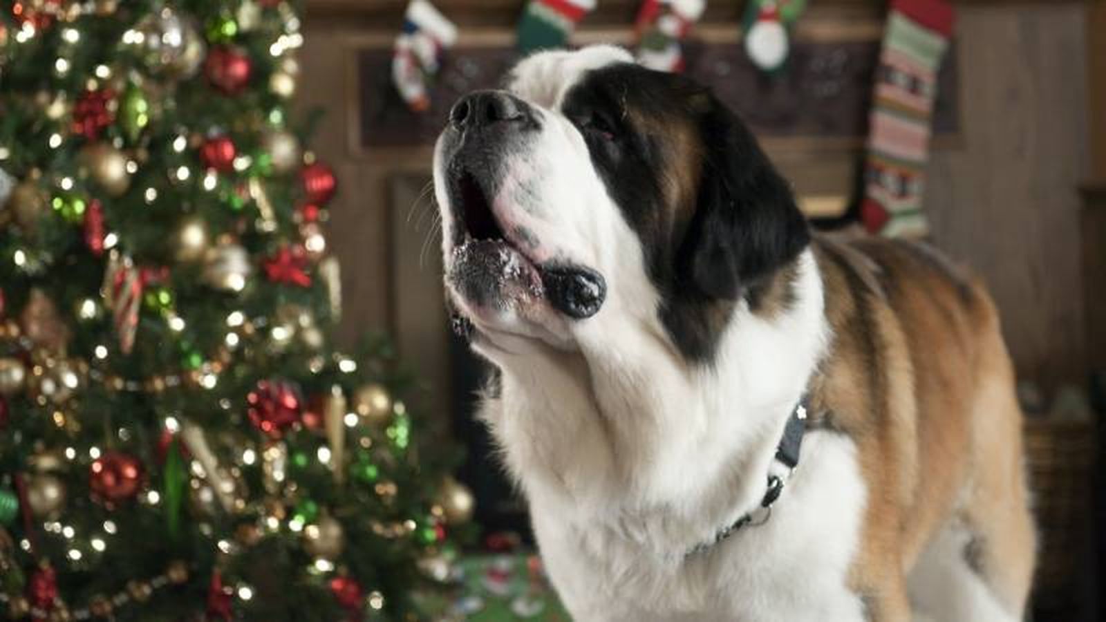 Beethoven, una de las películas navideñas más populares y divertidas.