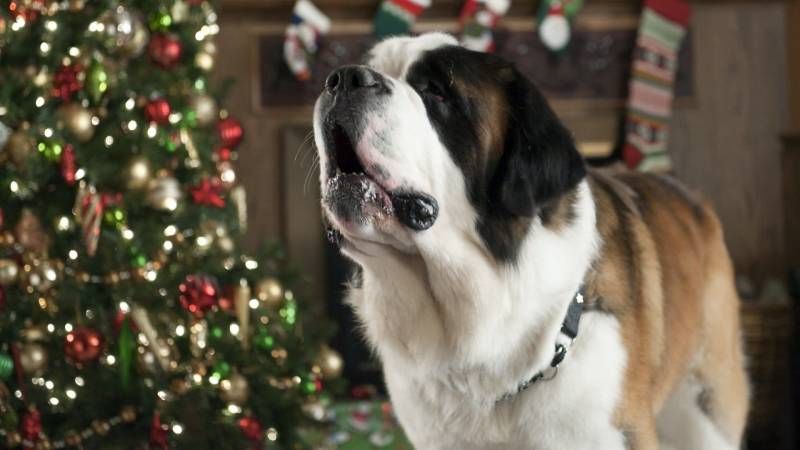 Beethoven, una de las películas navideñas más populares y divertidas.
