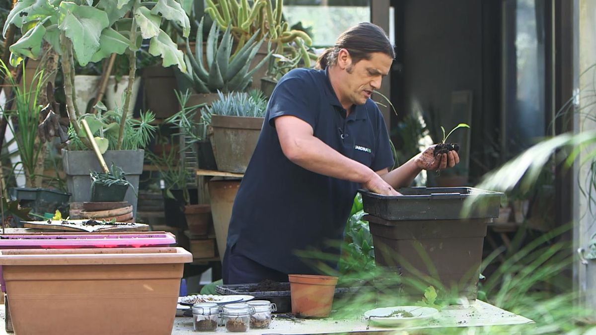 brico 1027 claves para hacer un buen semillero trasplante