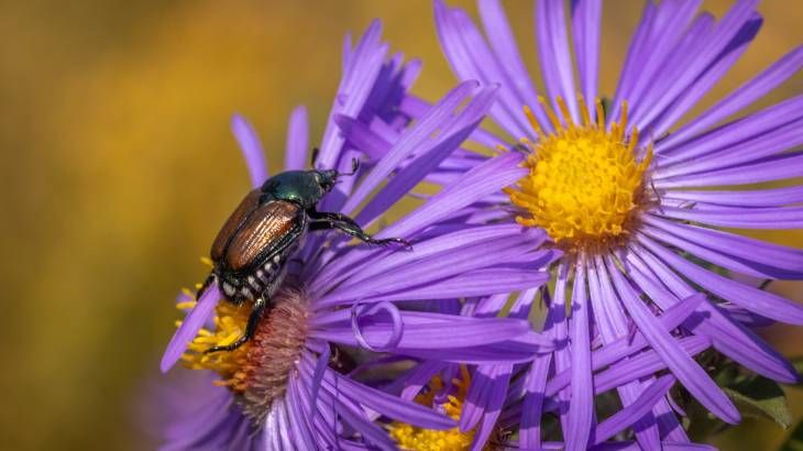 La polinización es una de las funciones de los insectos en la naturaleza