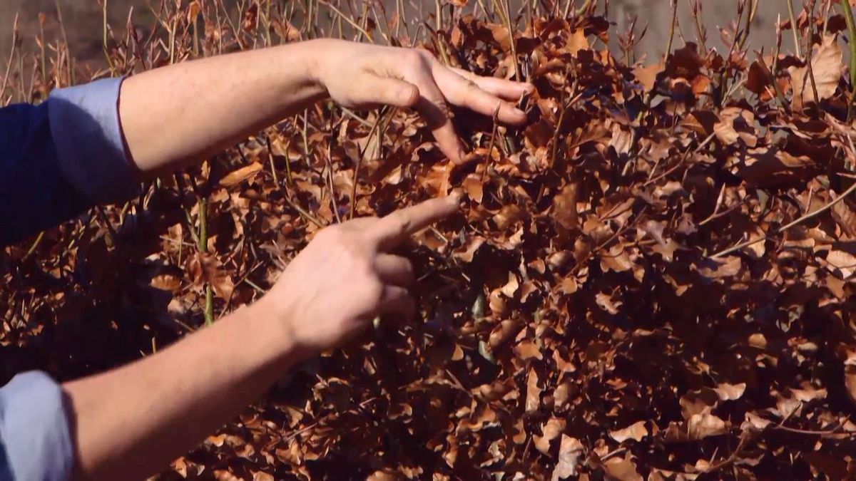 brico 941 3 marcescencia como funciona