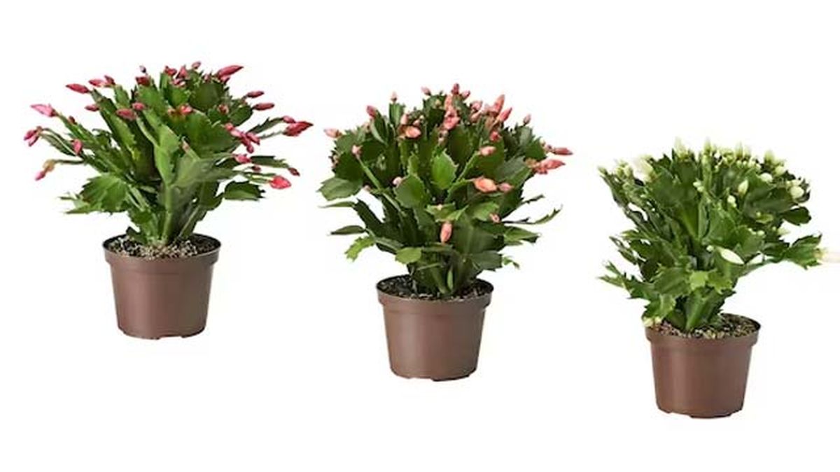 cactus de navidad ikea