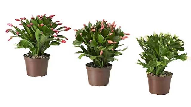 cactus de navidad ikea