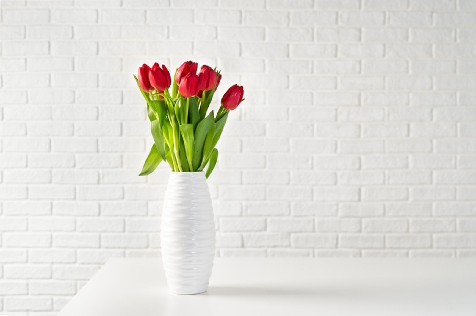 Tulipán rojo