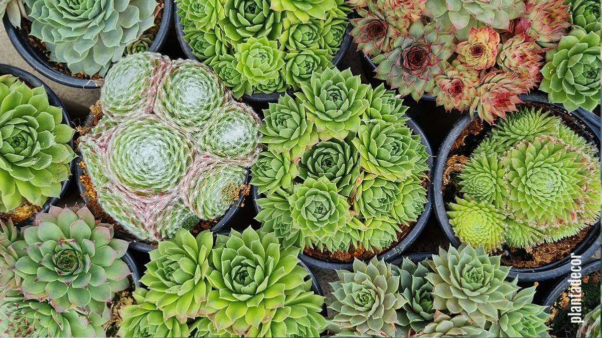 suculentas resistentes a las heladas plantadecor