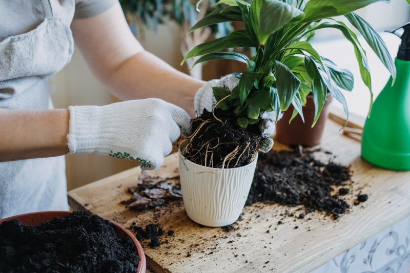 Revisar el estado de las raíces de las plantas.