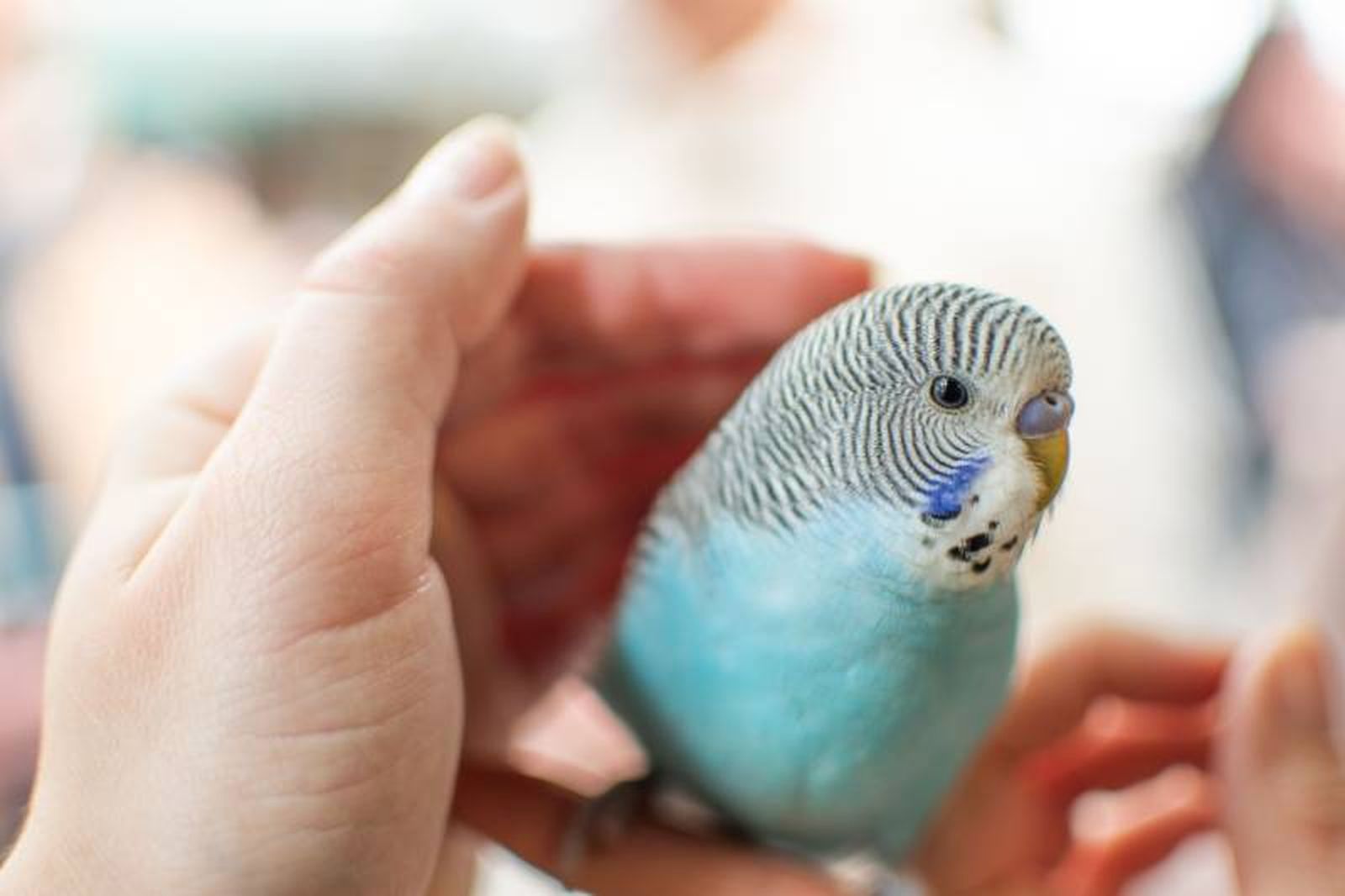 Los periquitos son pájaros sociales que van a disfrutar de la compañía humana o de otros periquitos.
