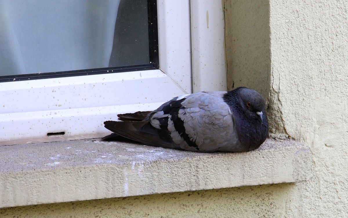 como ahuyentar a las palomas de la casa