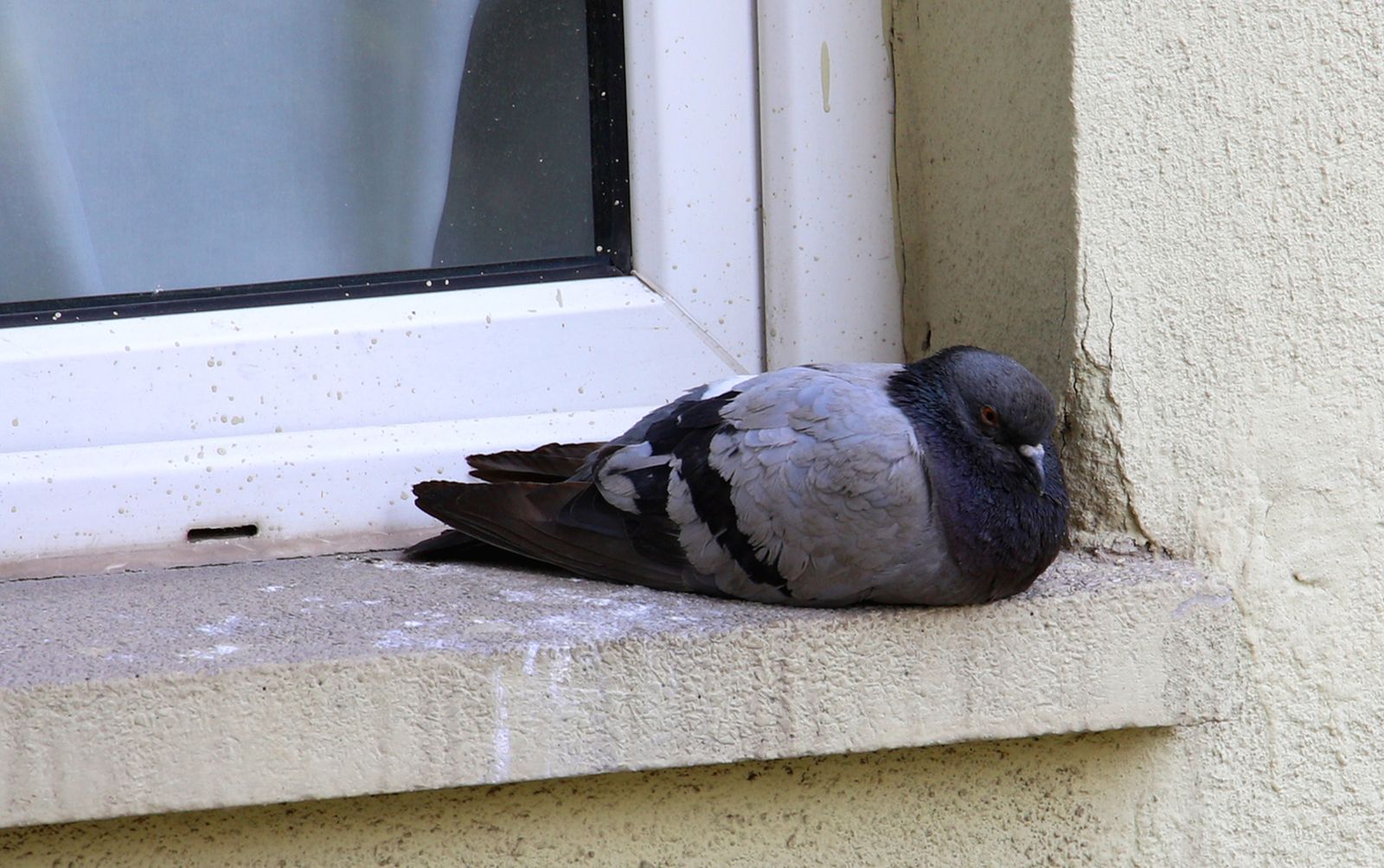 como ahuyentar a las palomas de la casa