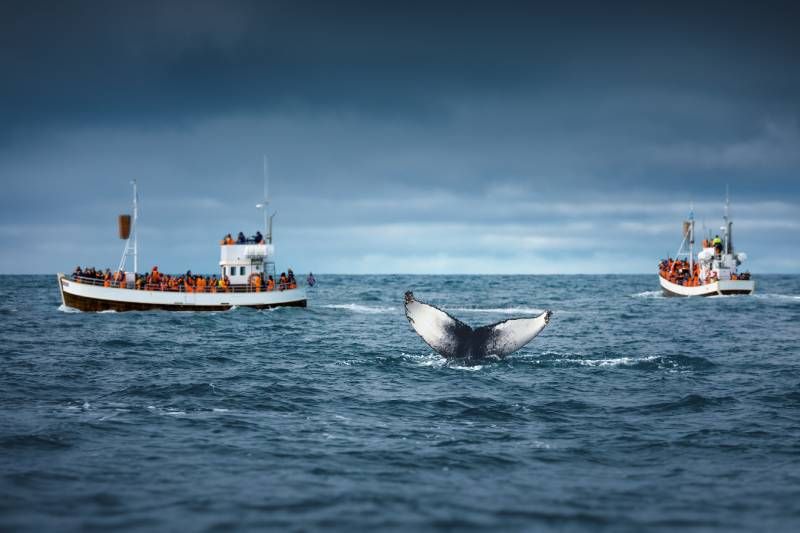 El canto de las ballenas y el ruido producido por nuestras embarcaciones están superpuestos.