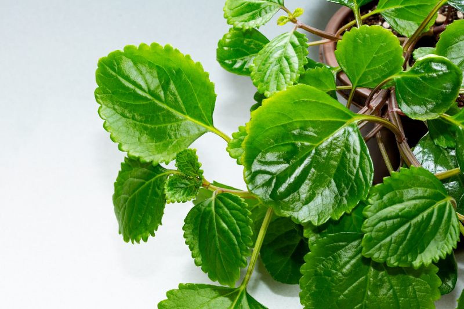 Planta del dinero.