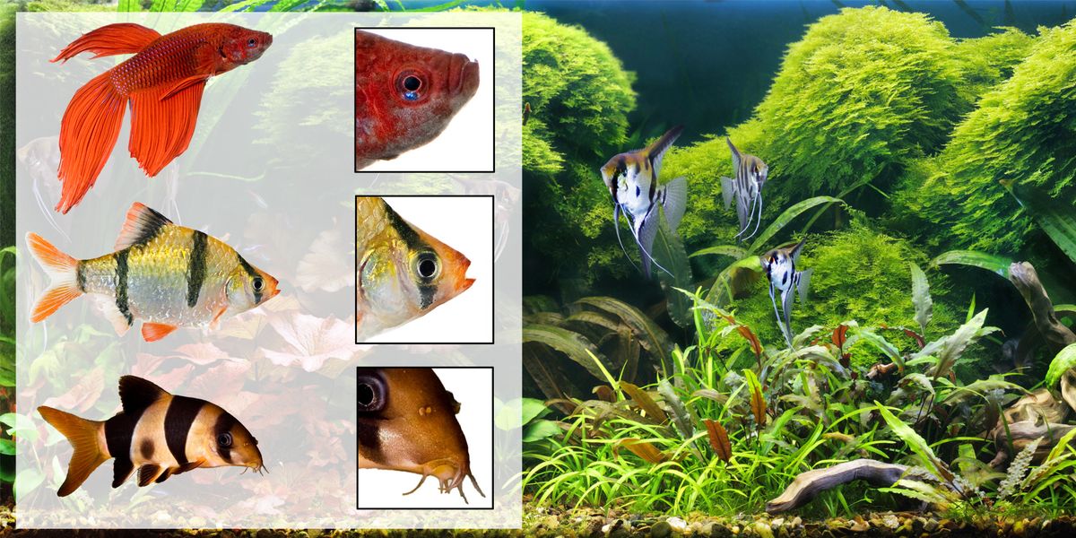 alimentacion anatomia pez xl